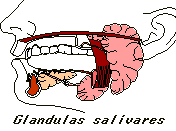 Glandulas salivares